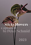 Peter Schmid: Sticky Flowers 2023